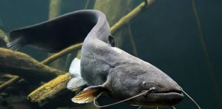 Pesca al pesce siluro