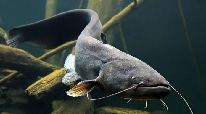 Pesca al pesce siluro
